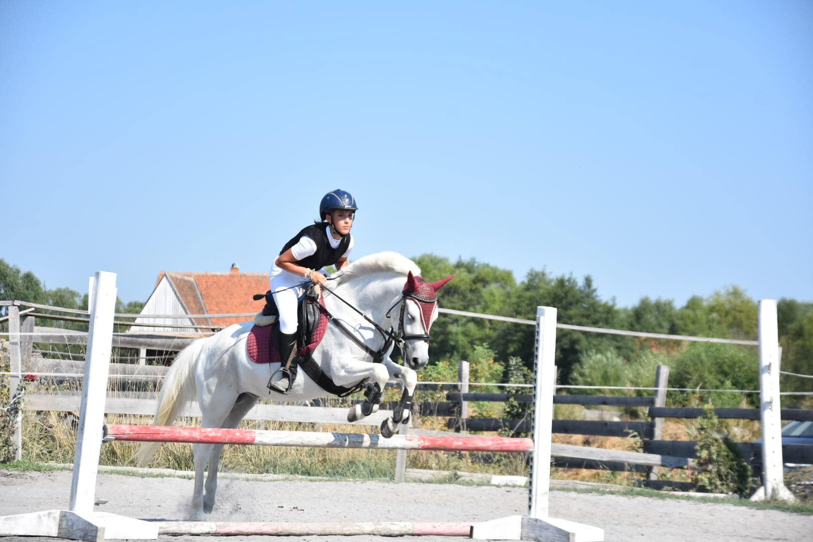 Showjumping: the sport of elegance and precision